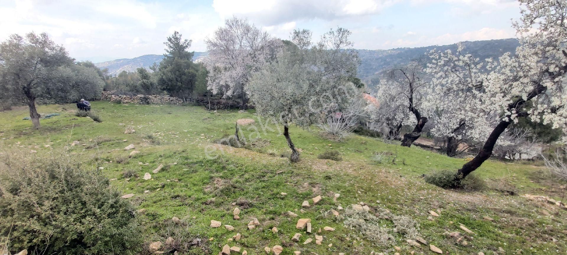 Söke Kaykıllı Köyün De 4.893 M² Arsa İçinde Müstakil Ev - Görsel 25