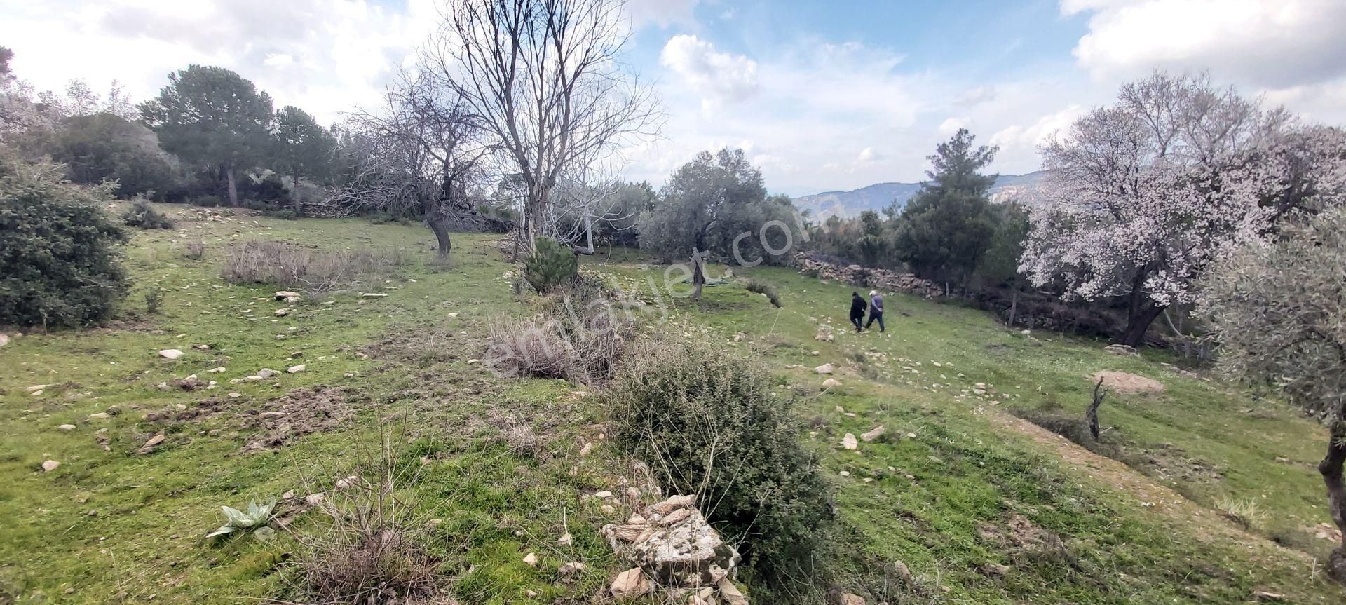 Söke Kaykıllı Köyün De 4.893 M² Arsa İçinde Müstakil Ev - Görsel 9