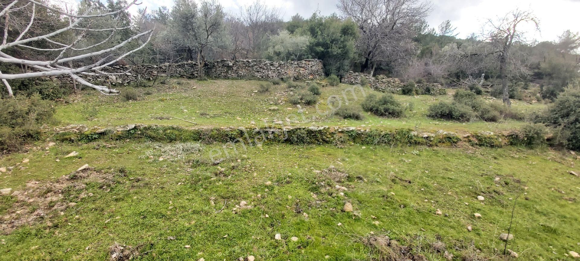 Söke Kaykıllı Köyün De 4.893 M² Arsa İçinde Müstakil Ev - Görsel 4