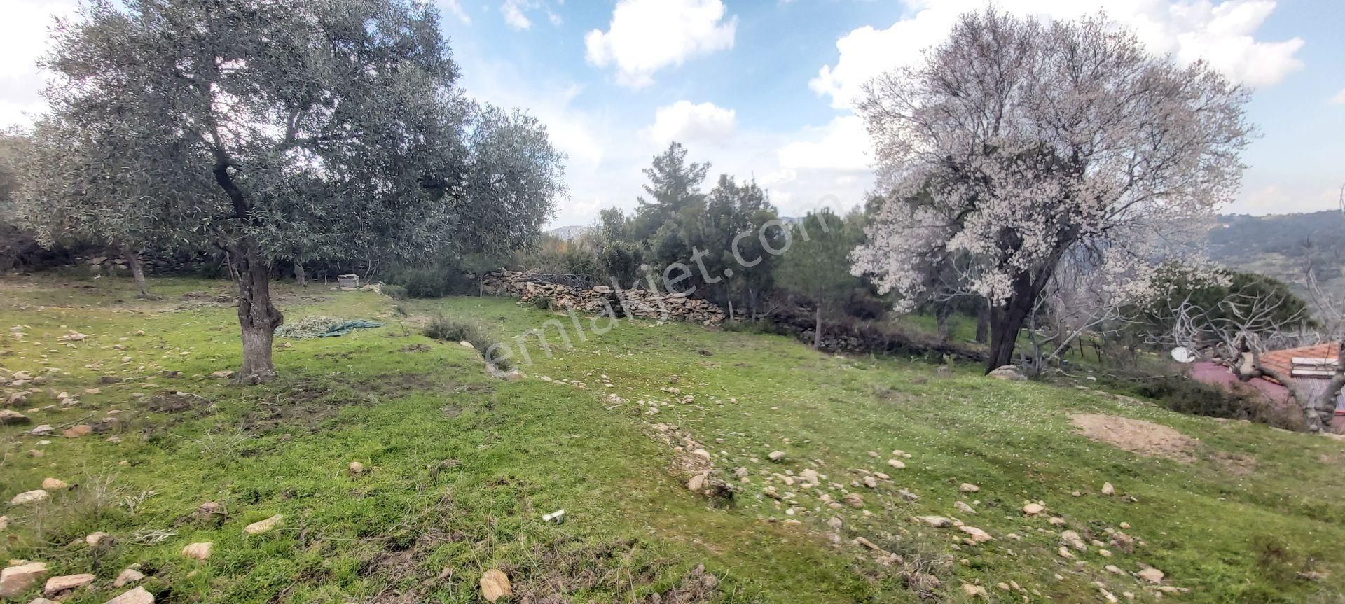 Söke Kaykıllı Köyün De 4.893 M² Arsa İçinde Müstakil Ev - Görsel 13