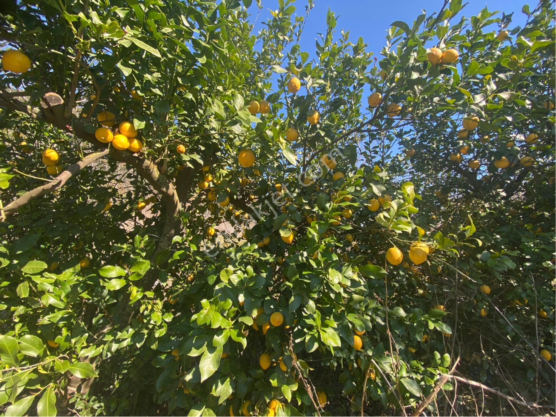 Ortaca Mergenlide Yatırımlık Limon Bahçesi - Görsel 6