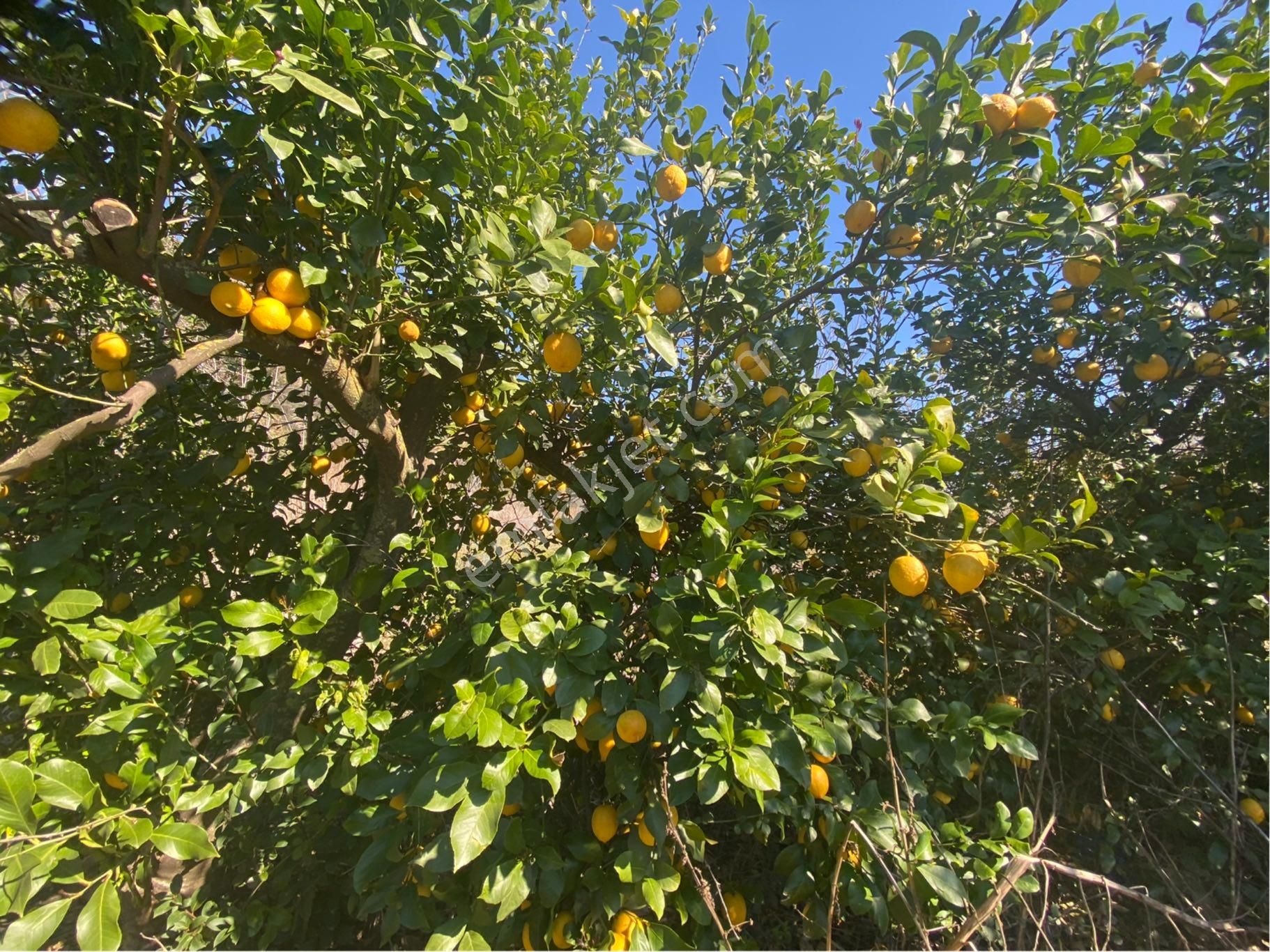 Ortaca Mergenli Satılık Tarla Ortaca Mergenlide Yatırımlık Limon Bahçesi