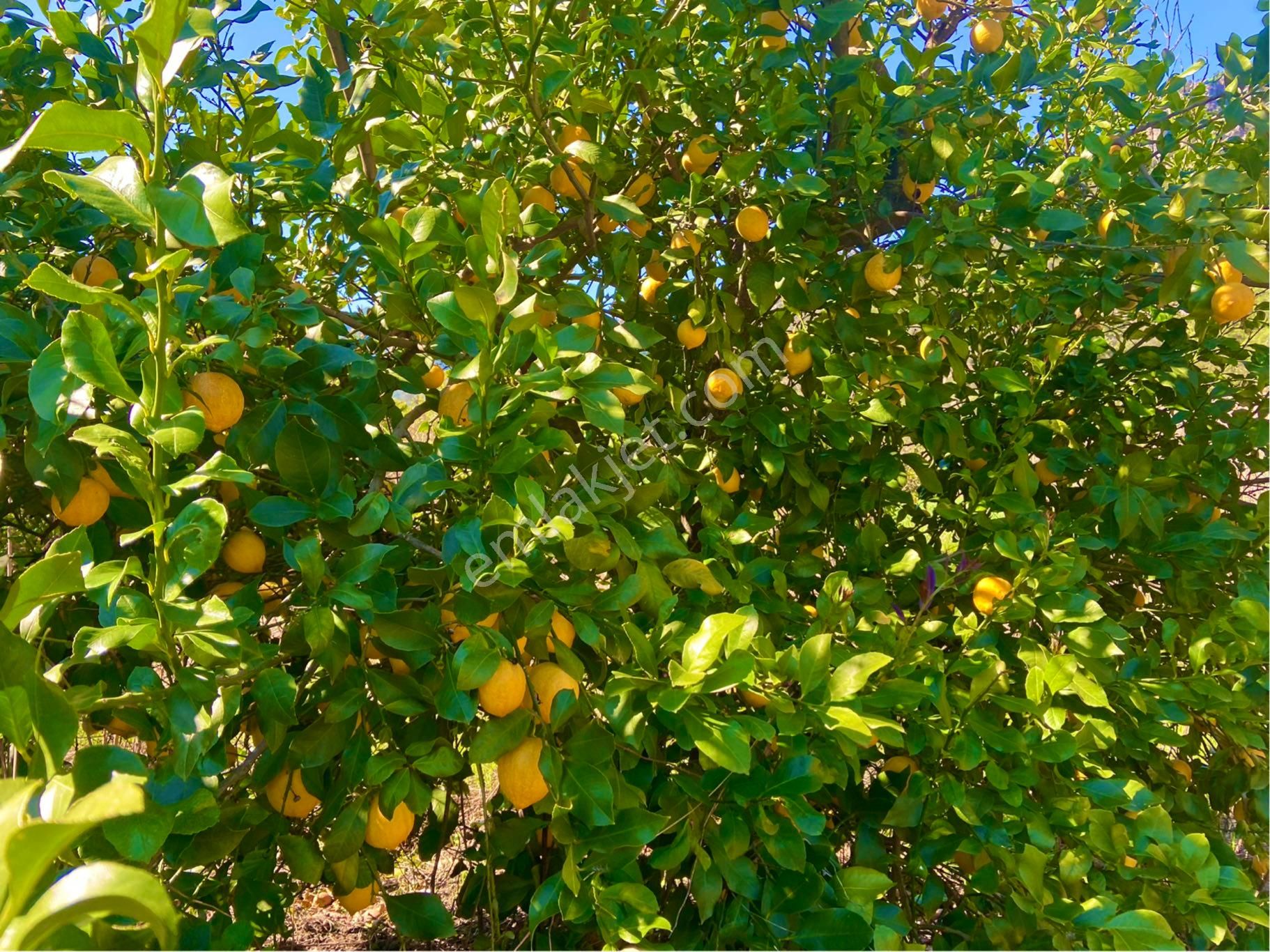 Ortaca Mergenlide Yatırımlık Limon Bahçesi - Görsel 14