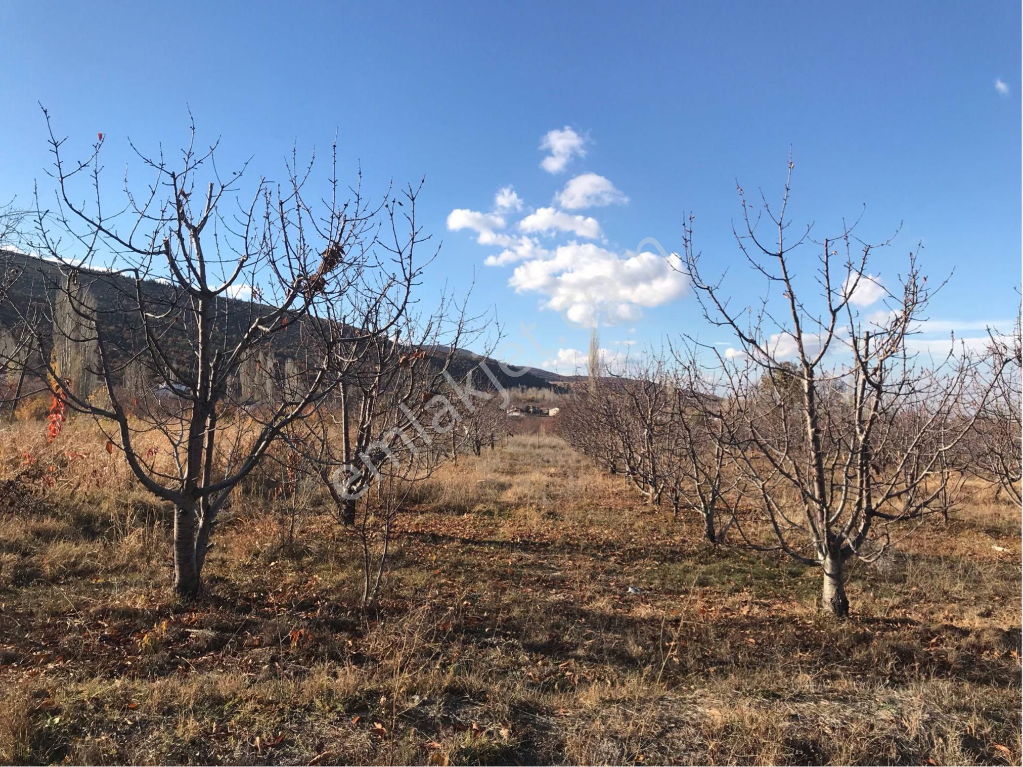 Akşehir Saray Satılık Tarla Erden Emlaktan Saray’da Anayola 200 Metre Mesafede Satılık Tarla