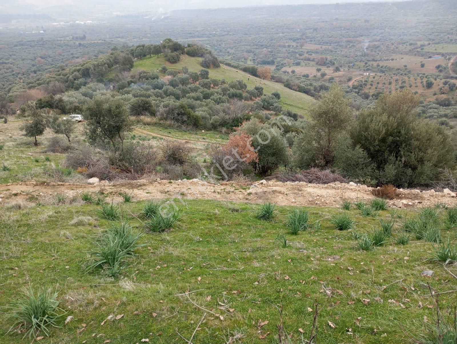 Karacasu Bahçeköy Satılık Zeytinlik Karacasu Bahçeköy De Satılık Zeytinlik