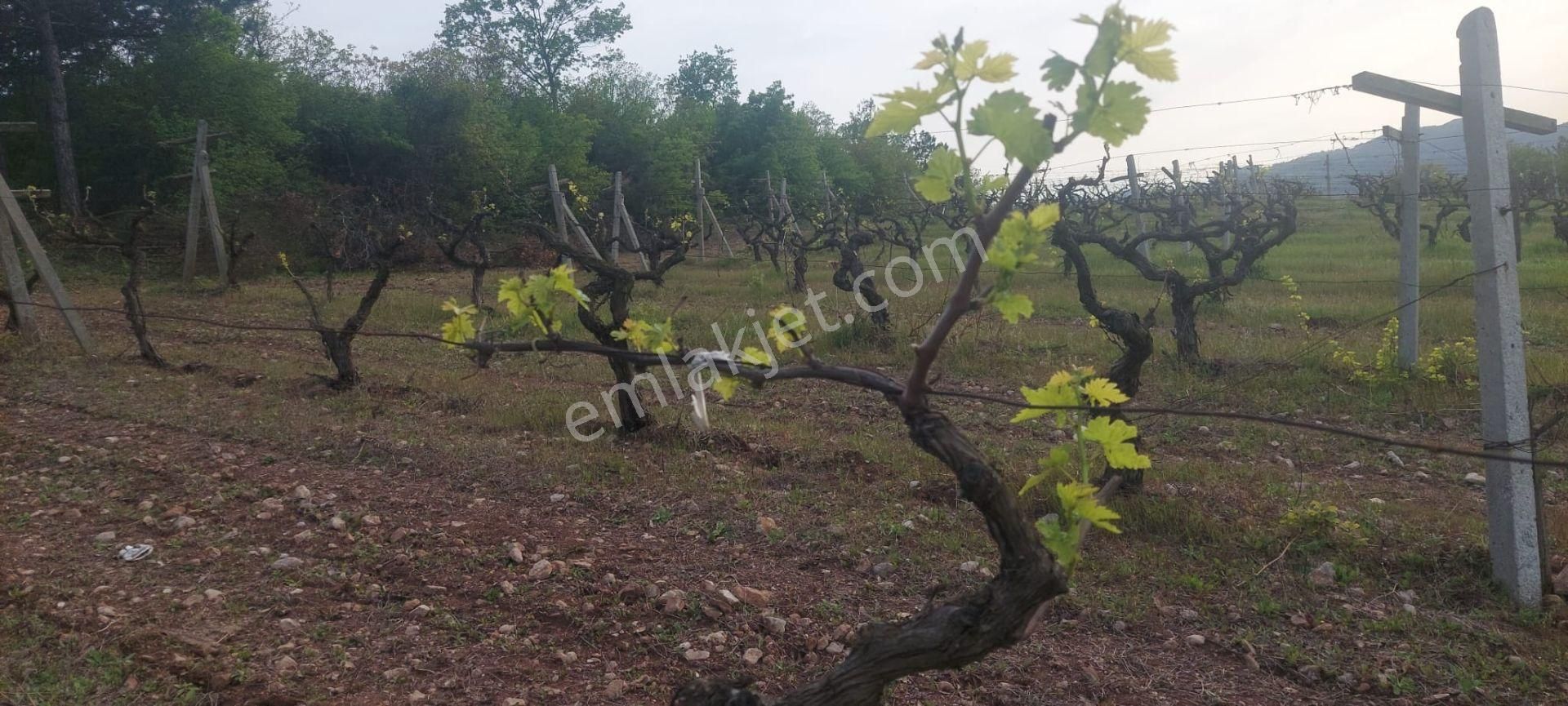 Geyve Umurbey Satılık Bağ & Bahçe Geyve - Pamukova - Sakarya Nehri Manzaralı Ormana Cepheli Üzüm Bağı.