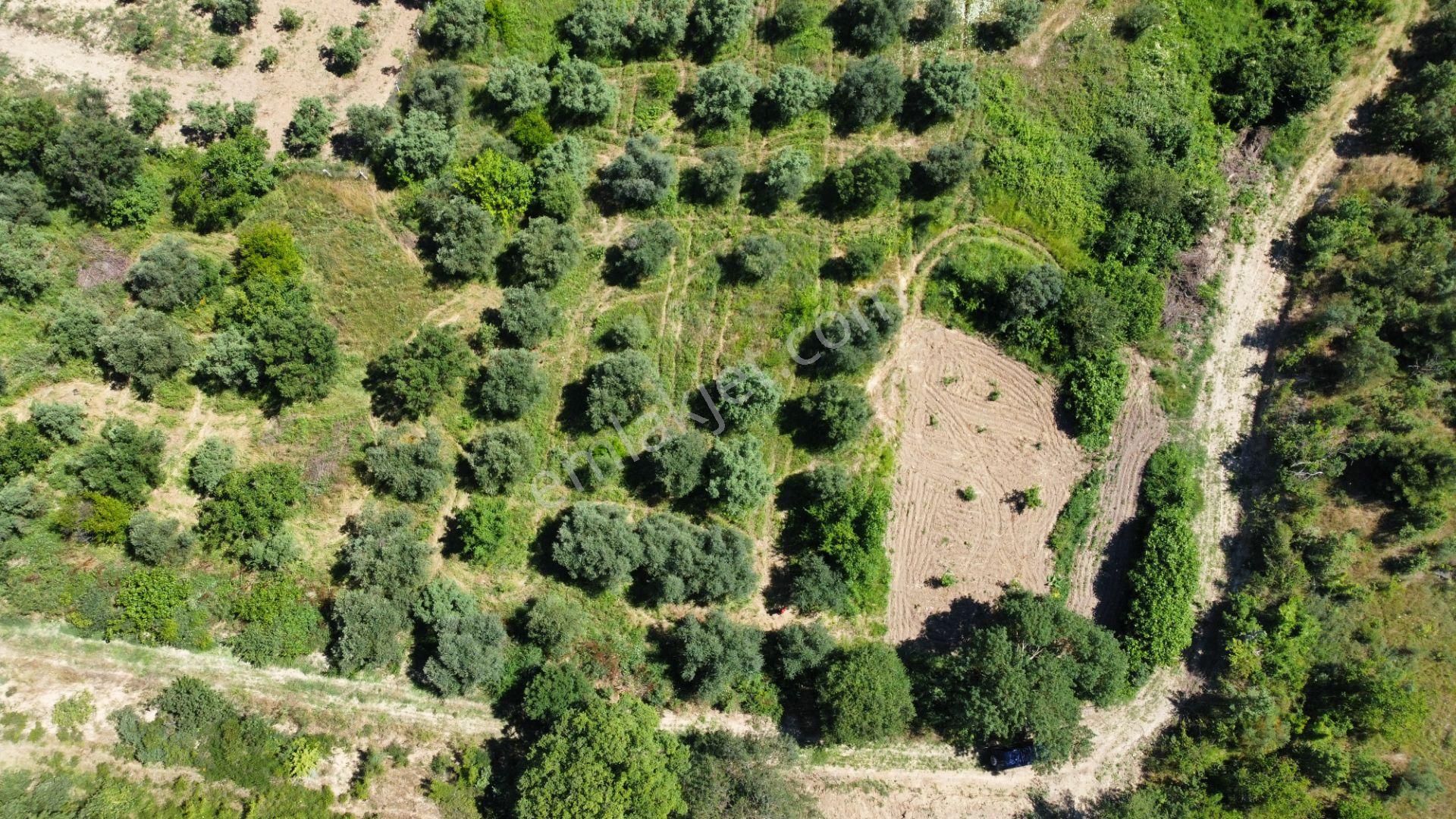 Getirisi Yüksek Zeytin Bahçesi Bakımlı 3894 M2 - Görsel 16