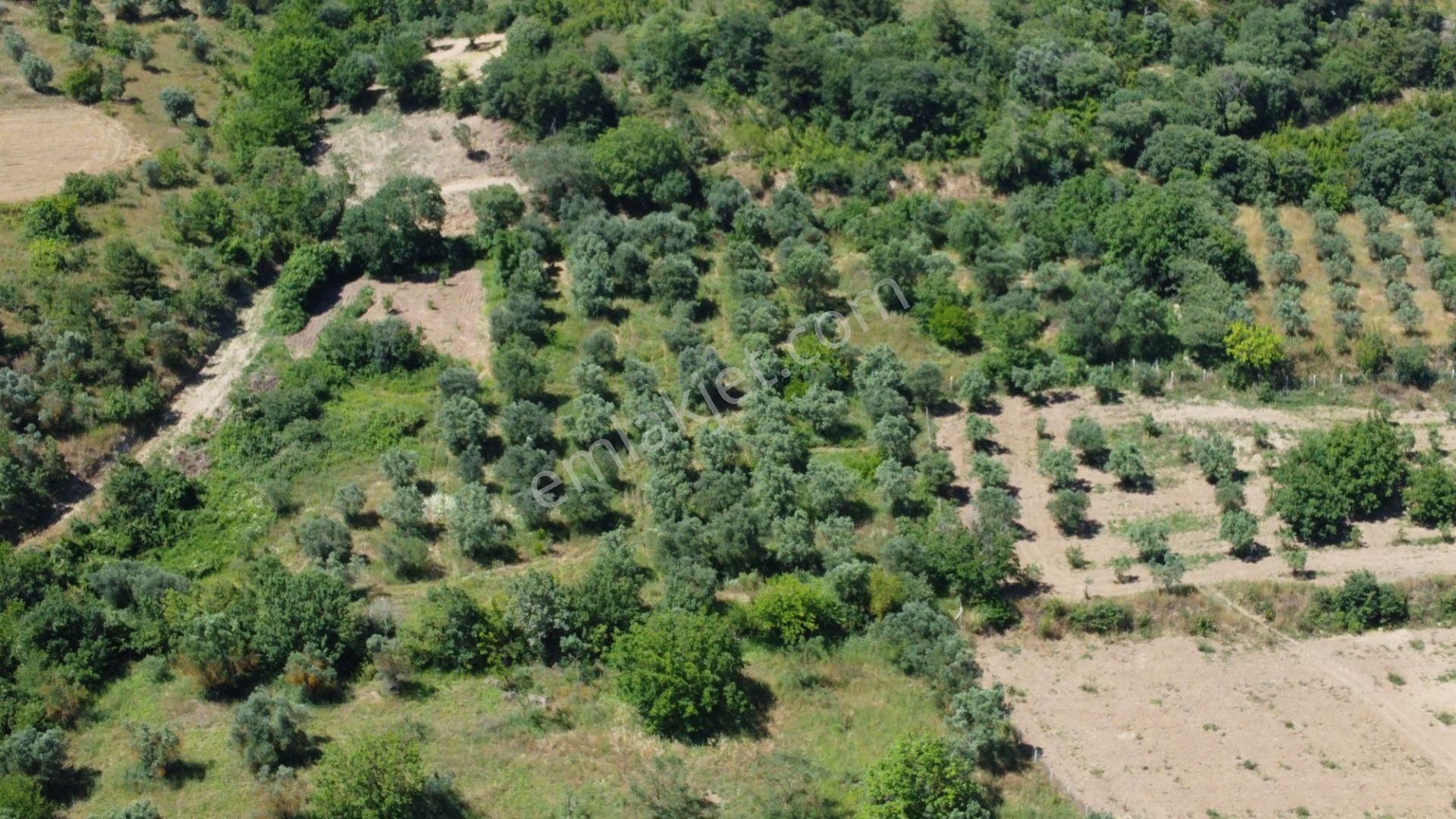 Getirisi Yüksek Zeytin Bahçesi Bakımlı 3894 M2 - Görsel 5