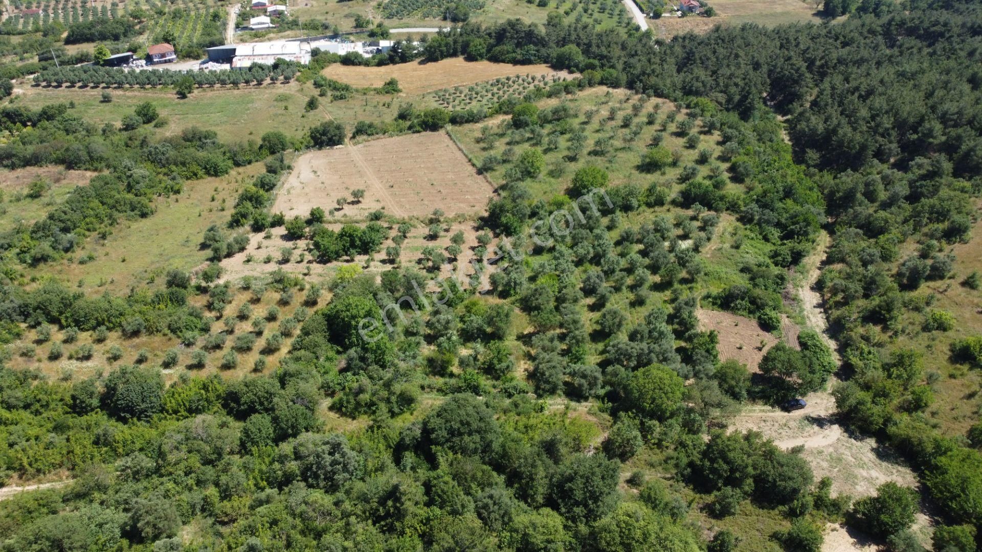 Getirisi Yüksek Zeytin Bahçesi Bakımlı 3894 M2 - Görsel 8