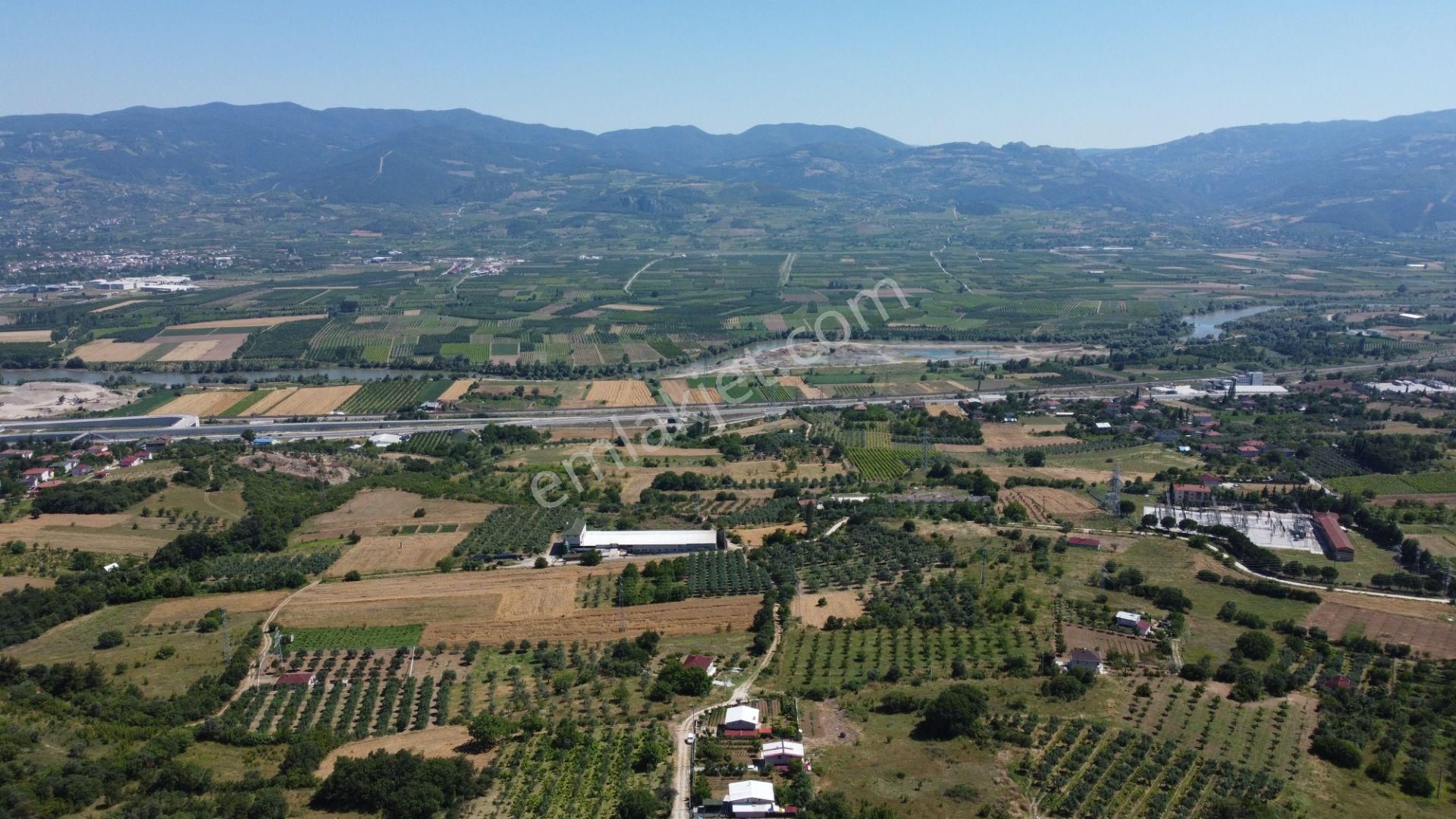 Getirisi Yüksek Zeytin Bahçesi Bakımlı 3894 M2 - Görsel 6