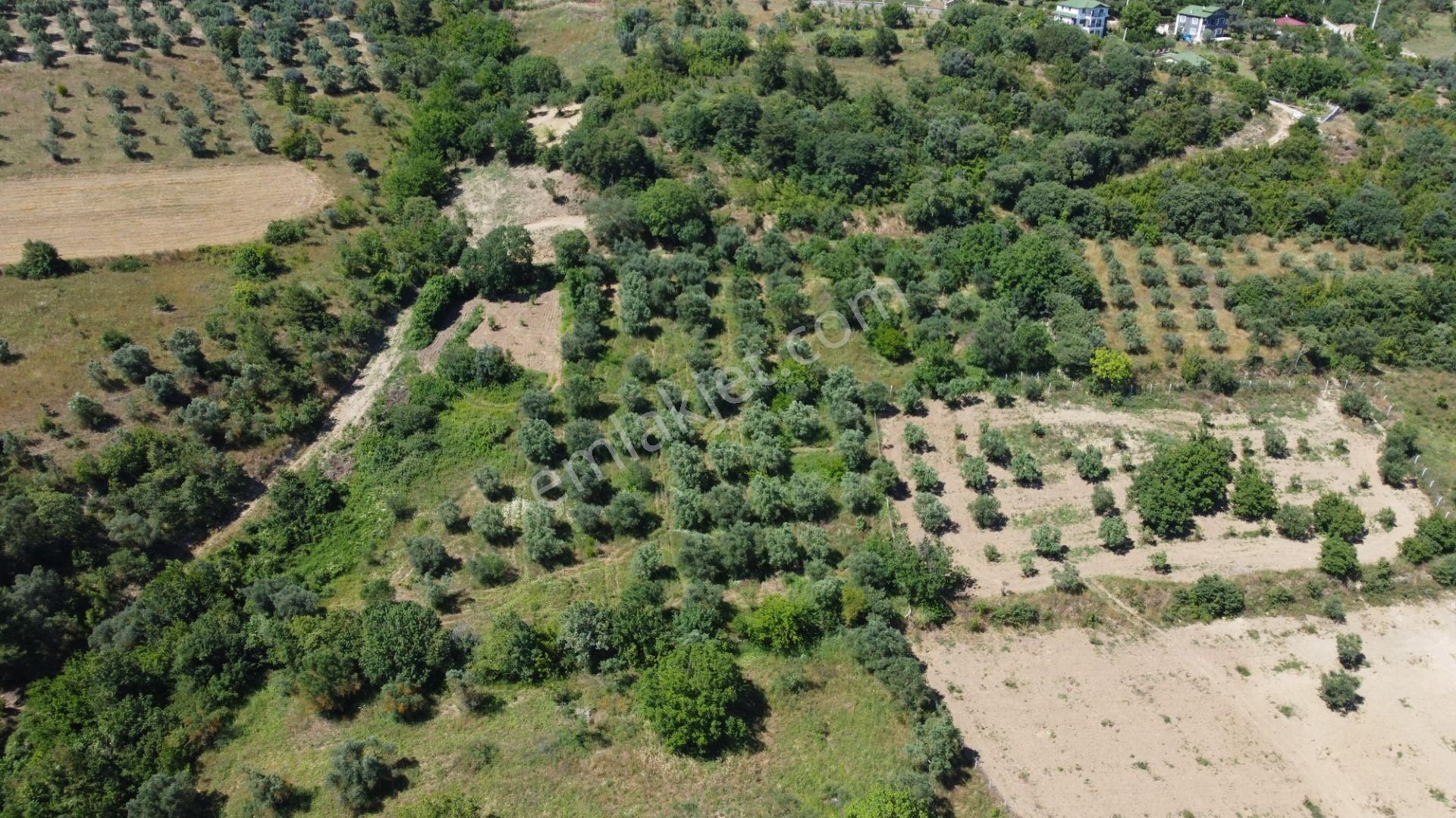 Getirisi Yüksek Zeytin Bahçesi Bakımlı 3894 M2 - Görsel 2