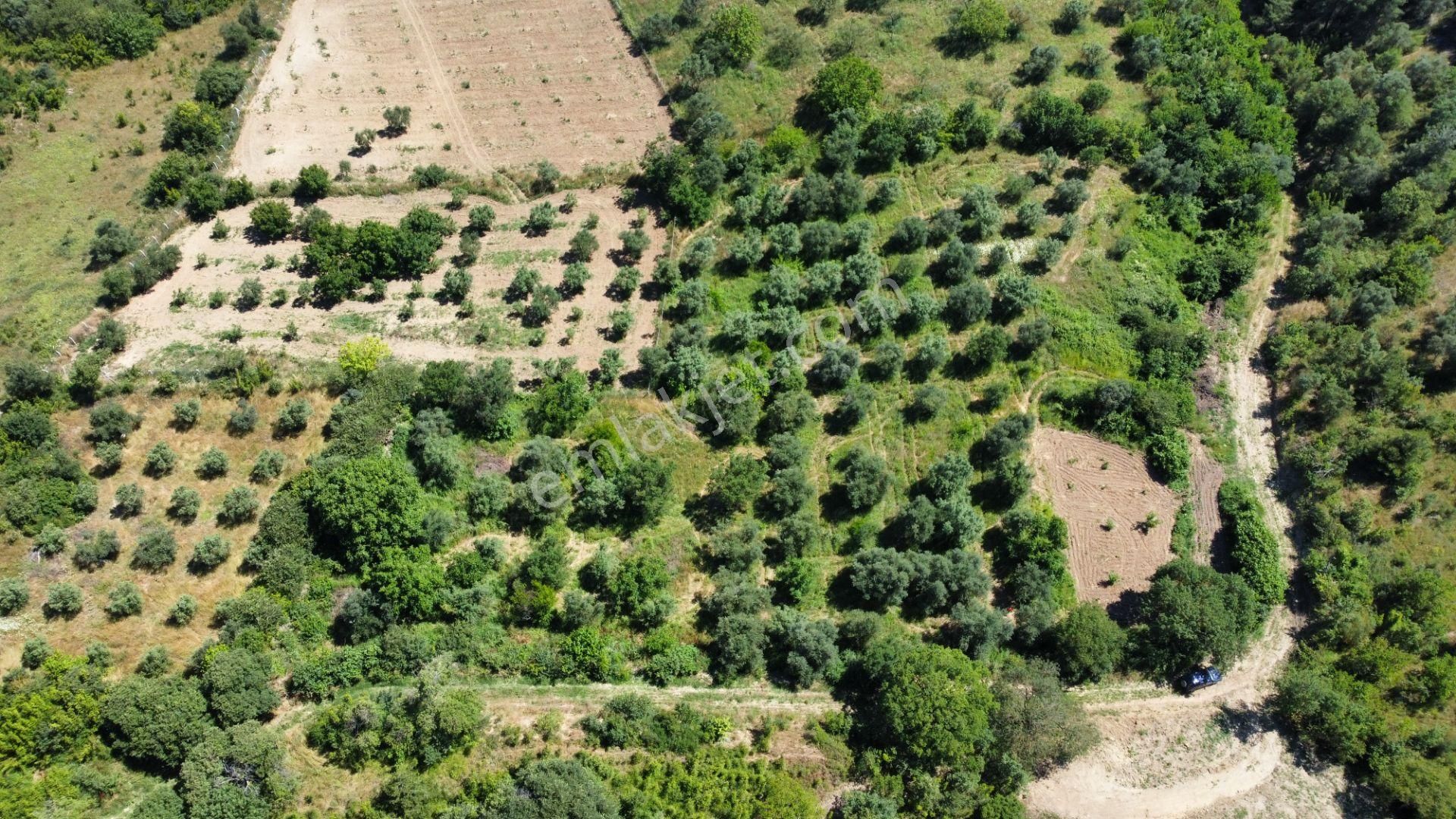 Getirisi Yüksek Zeytin Bahçesi Bakımlı 3894 M2 - Görsel 13