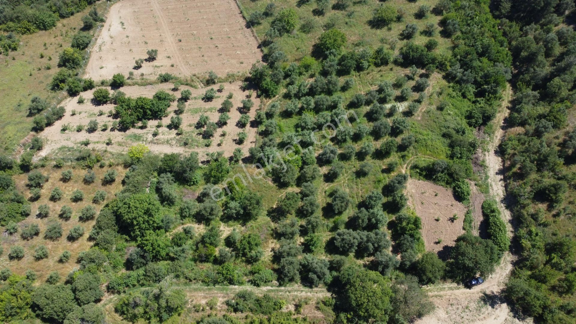 Getirisi Yüksek Zeytin Bahçesi Bakımlı 3894 M2 - Görsel 10