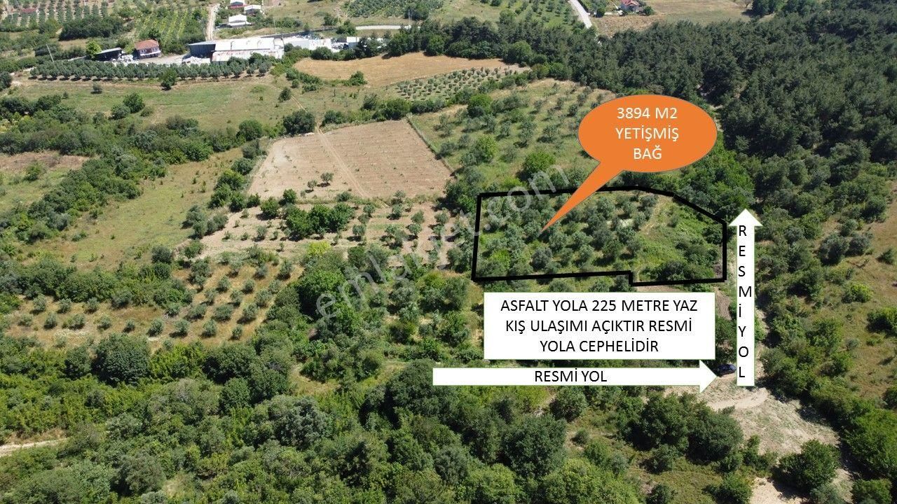 Pamukova Bayırakçaşehir Satılık Bağ & Bahçe Getirisi Yüksek Zeytin Bahçesi Bakımlı 3894 M2