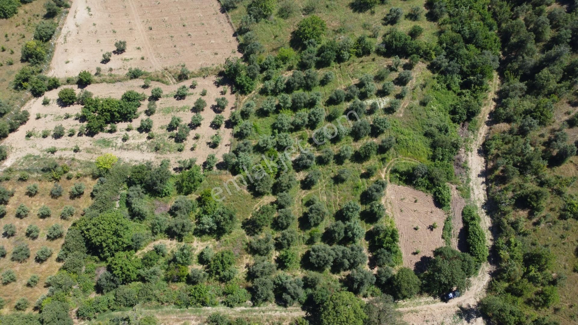 Getirisi Yüksek Zeytin Bahçesi Bakımlı 3894 M2 - Görsel 11