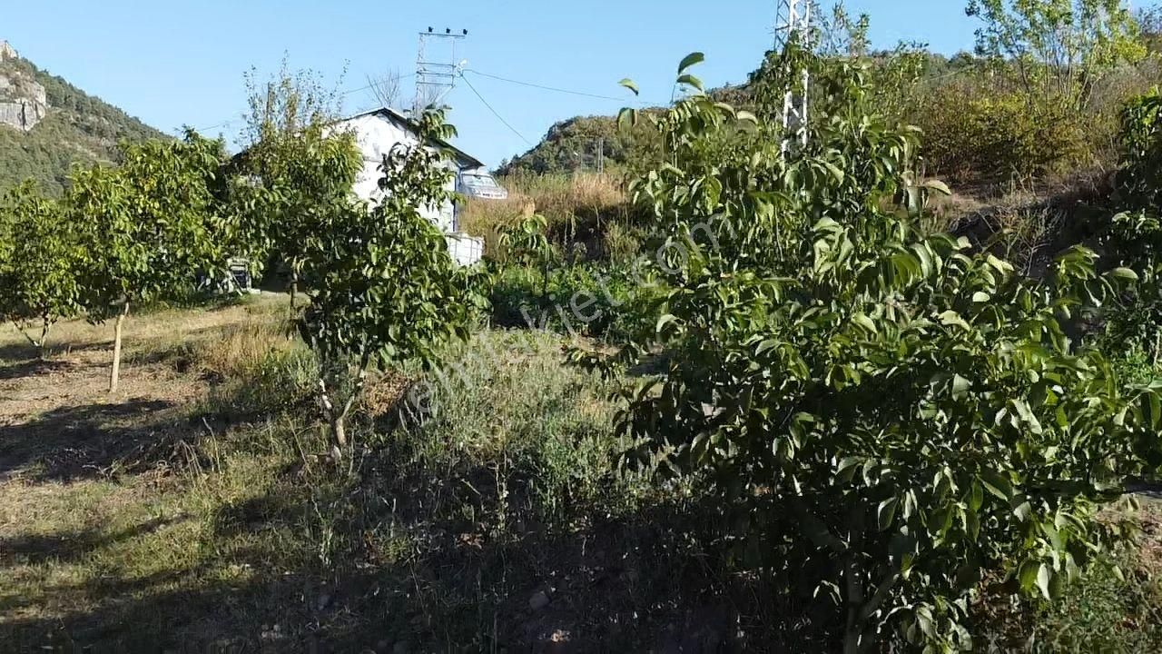 Kazançlı Topraktan Asfalt Kenarı Cevizlik - Görsel 19