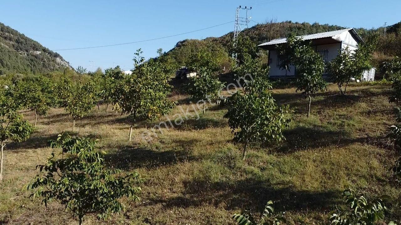 Kazançlı Topraktan Asfalt Kenarı Cevizlik - Görsel 17