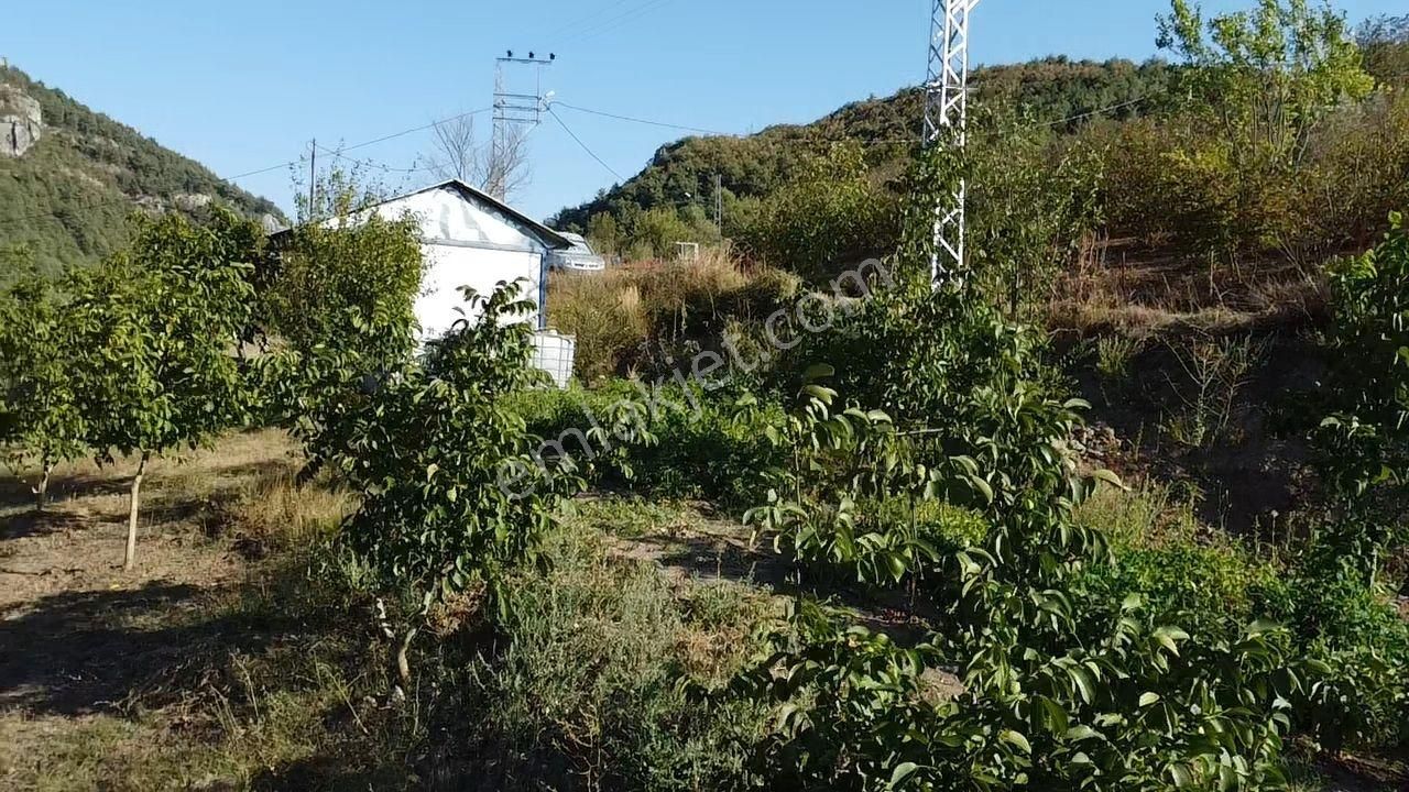 Kazançlı Topraktan Asfalt Kenarı Cevizlik - Görsel 18