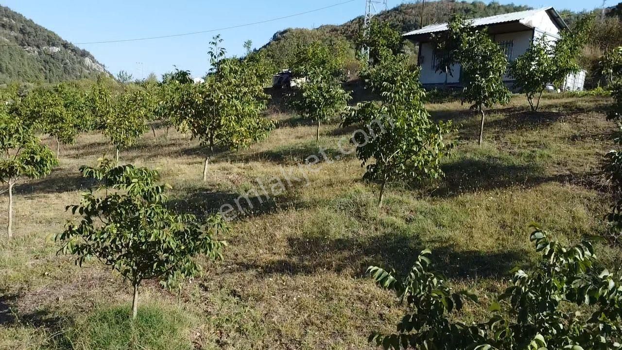 Kazançlı Topraktan Asfalt Kenarı Cevizlik - Görsel 16