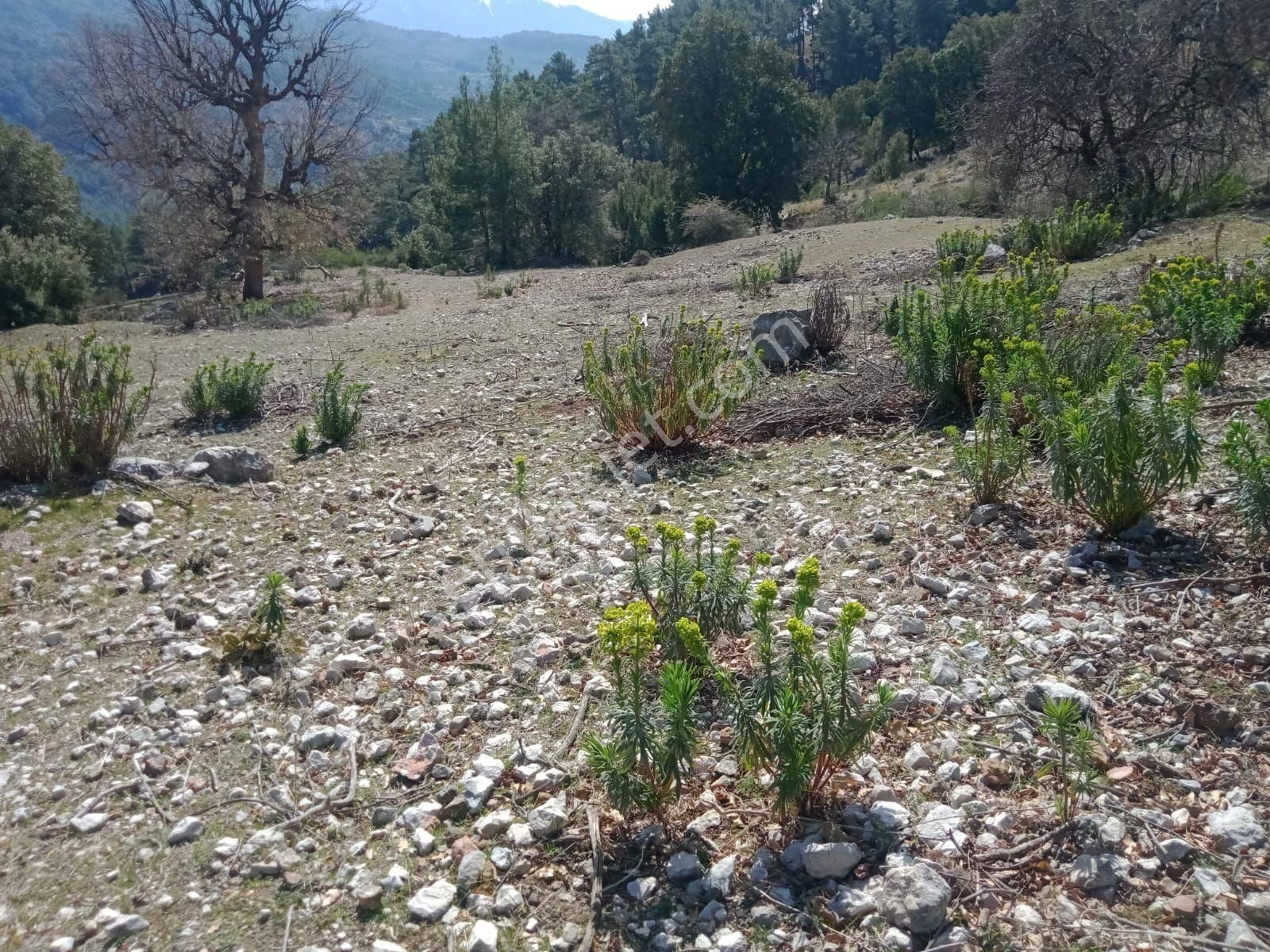 Satılık 2.525 M2 Tarla Antalya Kumluca Da - Görsel 2