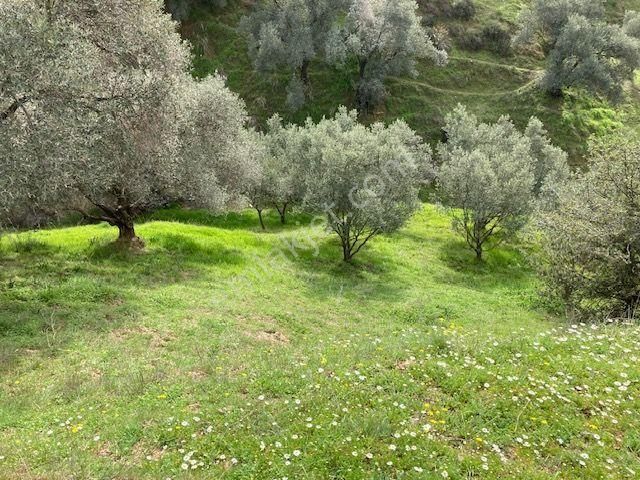 Nazilli Pınarbaşı Satılık Zeytinlik !!!! Nazilli Merkeze Çok Yakın Zeytinlik !!!! 6500 M2