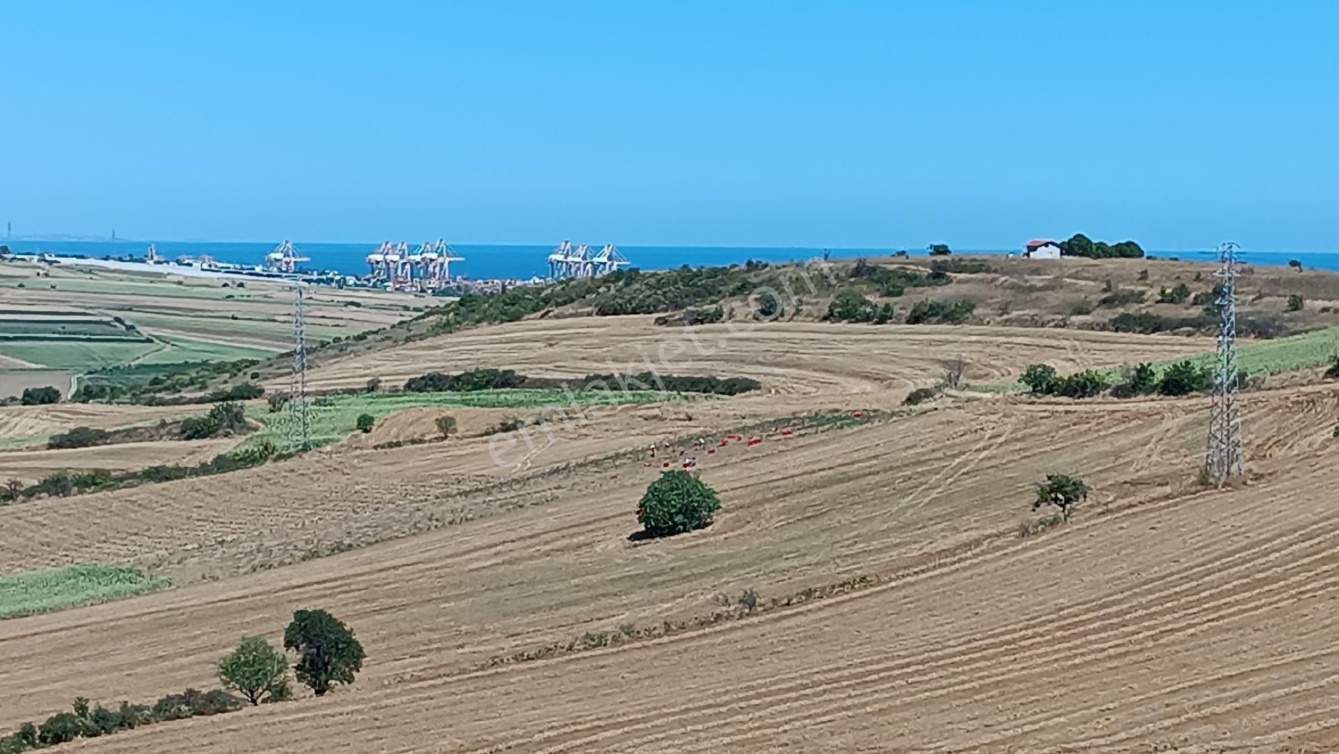 Süleymanpaşa Naipköy Satılık Tarla Tekirdağ Naip Köyü Deniz Manzaralı Asyport Limanına Komşu Tarla