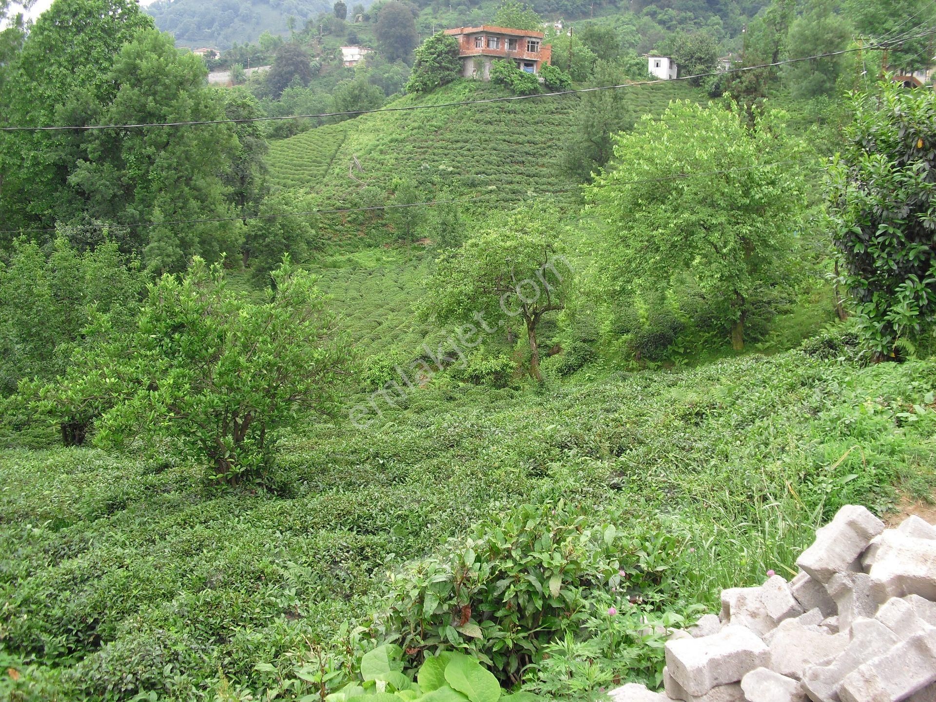 Rize Merkez Kavaklı Satılık Bağ & Bahçe Rize Kavaklı Mah. 1550.m2 Müstakil Tapulu Çay Bahçesi Satılık