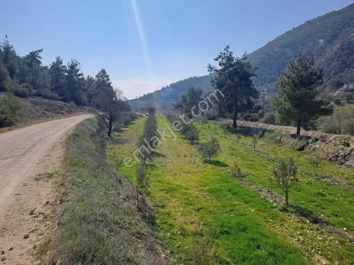 Buldan Yenicekent Satılık Bağ & Bahçe Mirac Emlaktan Denizli Buldan Yenicedeki 3500 M2 Zeytinligimiz Satılıktır