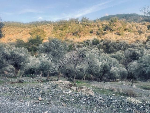 109- Köy Merkezine Yakın Zeytinlik - Görsel 21