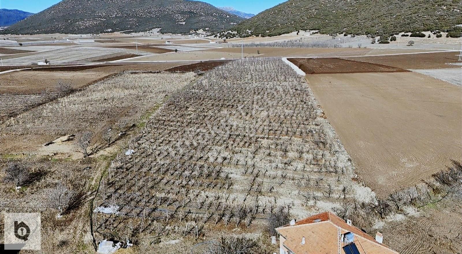 Seydikemer Seki Satılık Tarla Seydikemer Seki Mahallesinde Fırsat Elma Bahçesi!