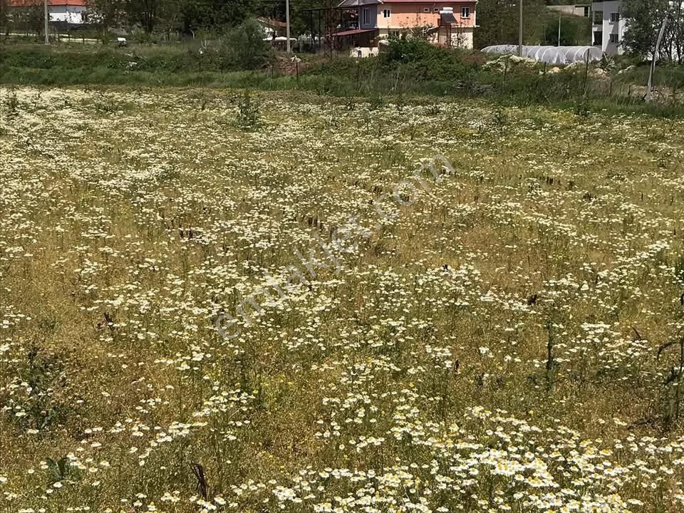 Kuyucak Sarıcaova Satılık Tarla Aydın Kuyucak Sarıcaova Mahallesinde Satılık 6,350 M2 Arazi