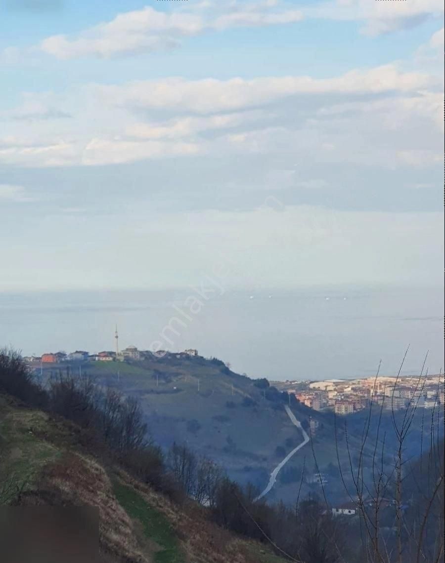 Tekkeköy Altınkaya Satılık Tarla Tekkeköy Asarağaç' Ta Deniz Manzaralı 7 Dönüm Fındık Bahçesi