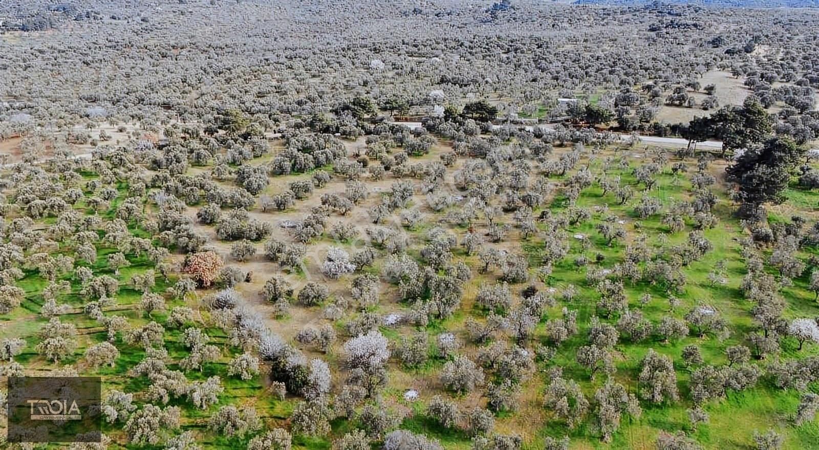 Ezine Geyikli Bld. (Hürriyet) Satılık Zeytinlik Ezine Geyiklide 13.000 M² Ana Yola Cepheli