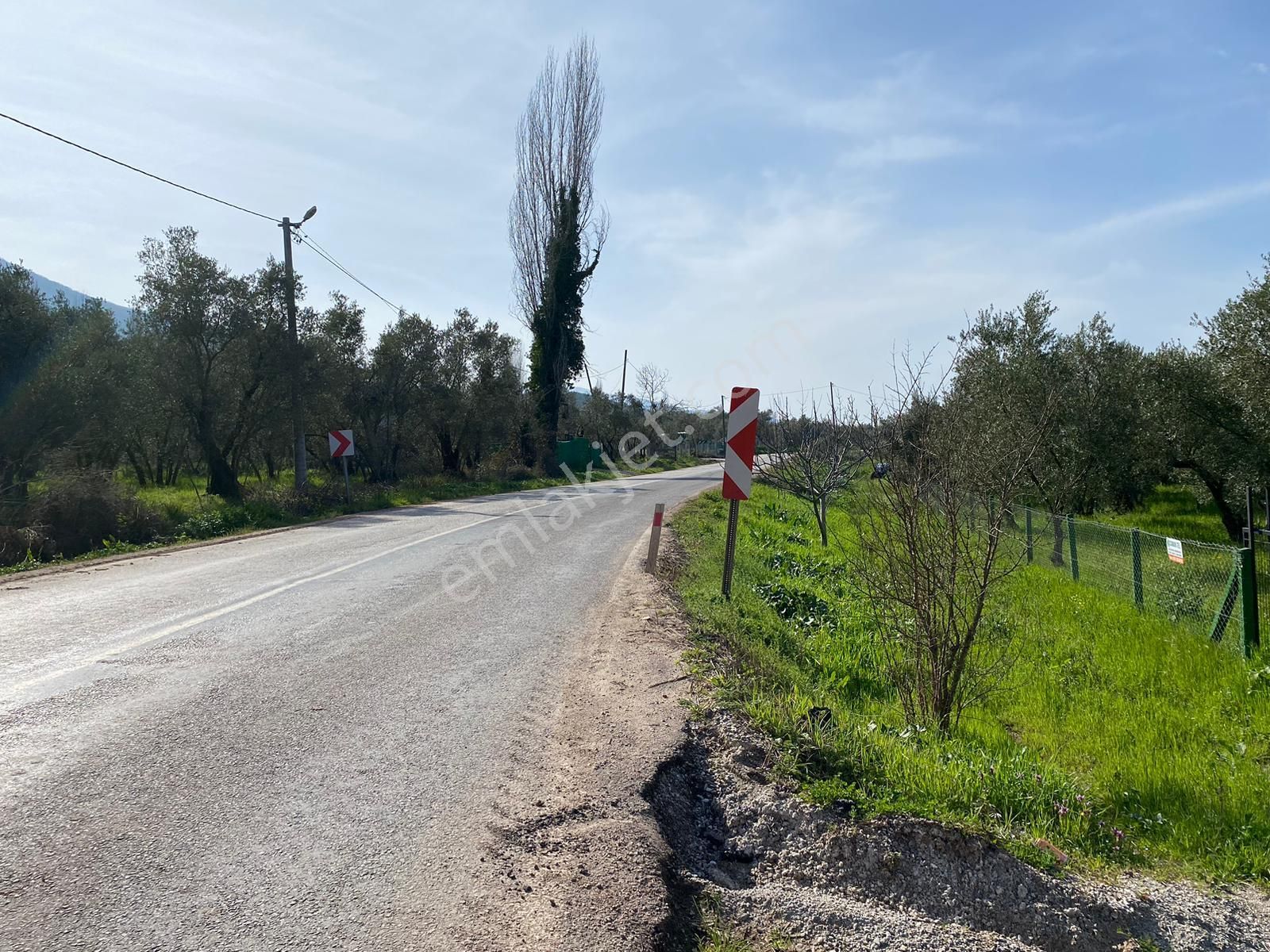 Bursa Orhangazi Paşapınar Mahallesi Asfalta Sıfır Satılık Zeytinlik - Görsel 2