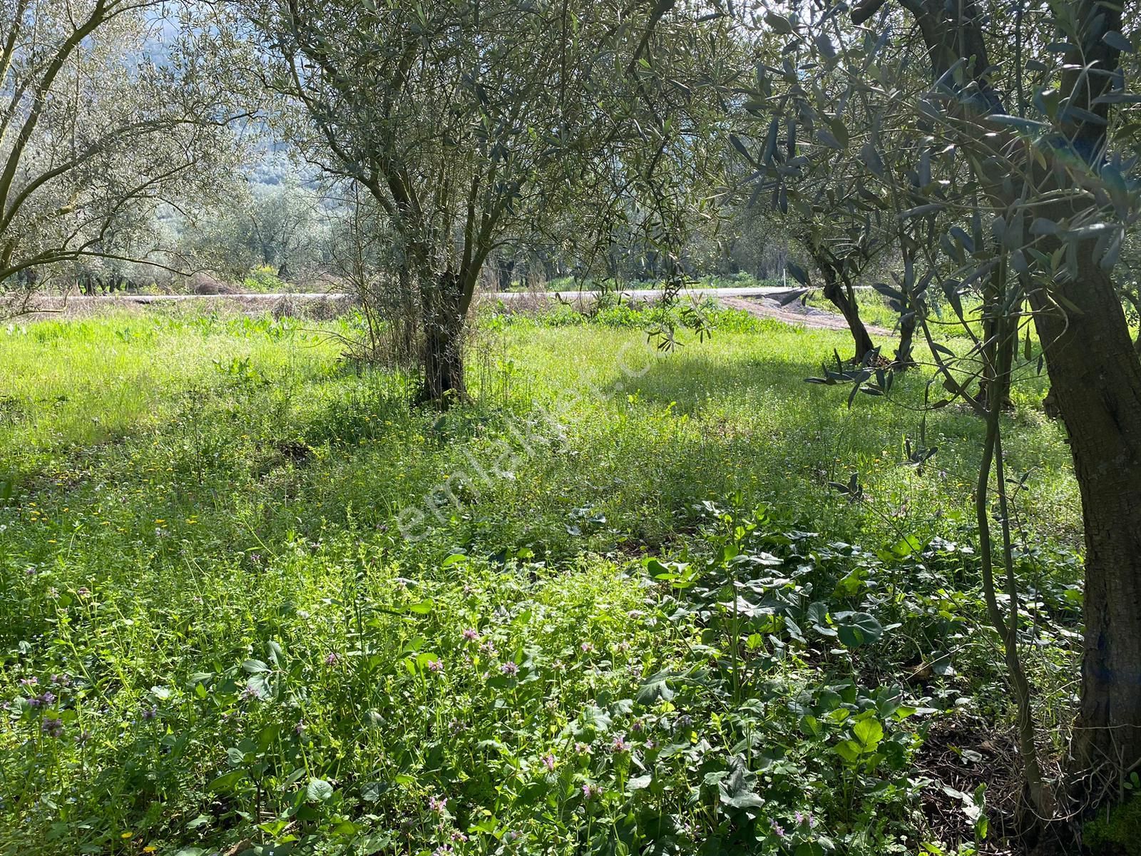 Bursa Orhangazi Paşapınar Mahallesi Asfalta Sıfır Satılık Zeytinlik - Görsel 9