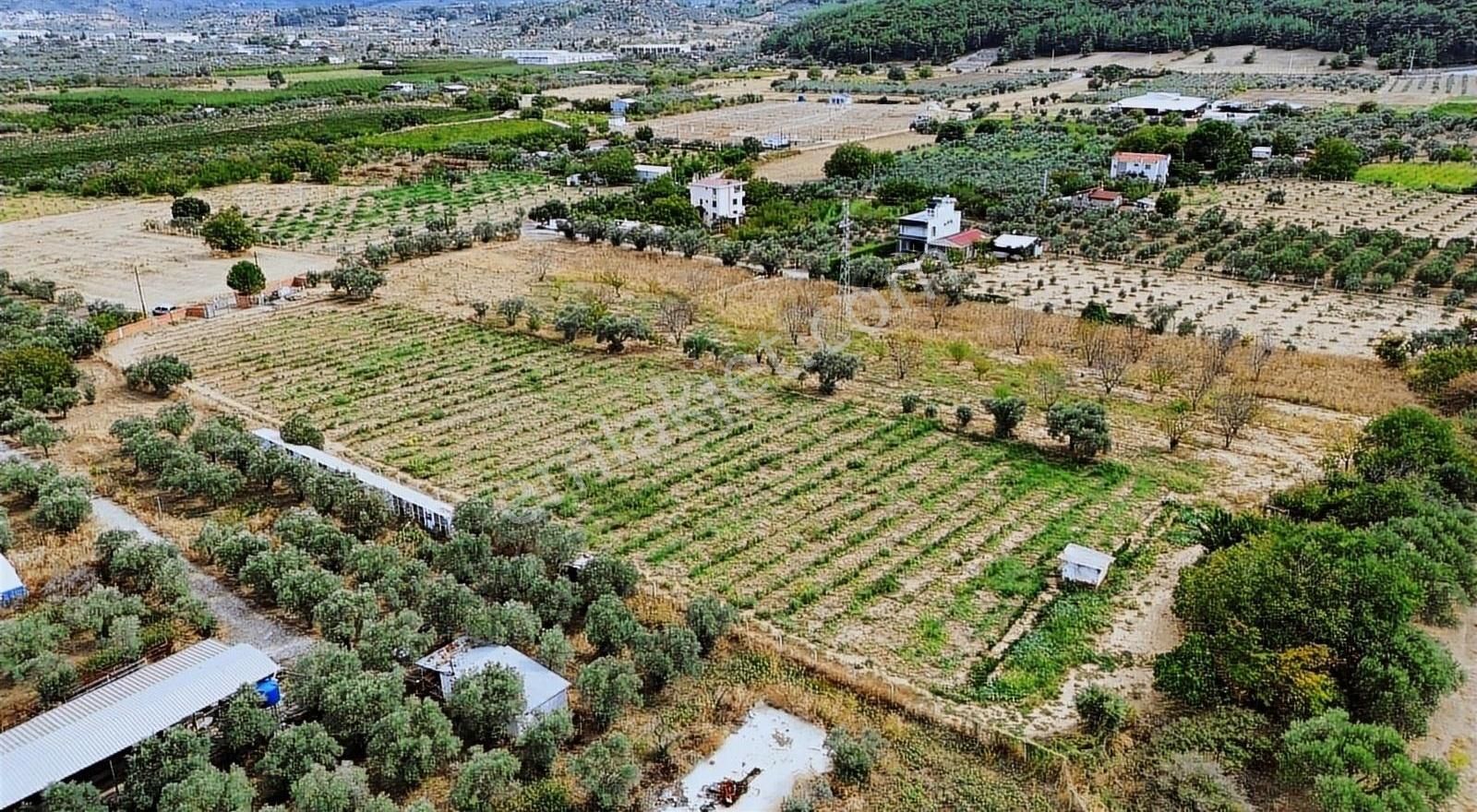 Kadastral Yola Cepheli 7300m2 Elektrik Suyu Olan Bahçe - Görsel 2