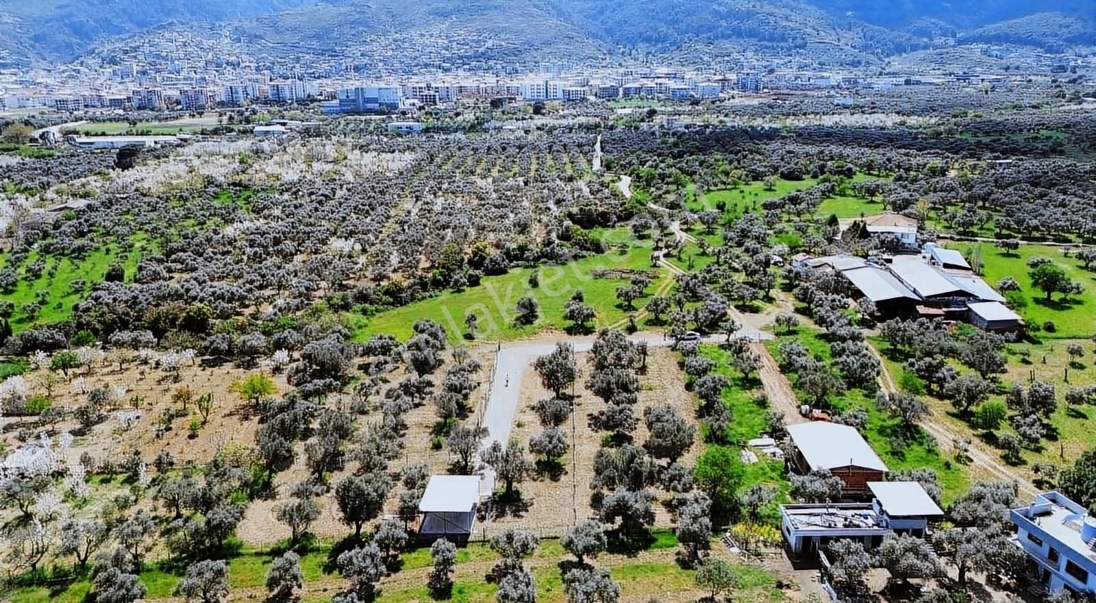 Kemalpaşa Sekiz Eylül Satılık Bağ & Bahçe Merkeze Yürüme Mesafesinde Herkesin Aradığı O Bahçe Son 1 !!