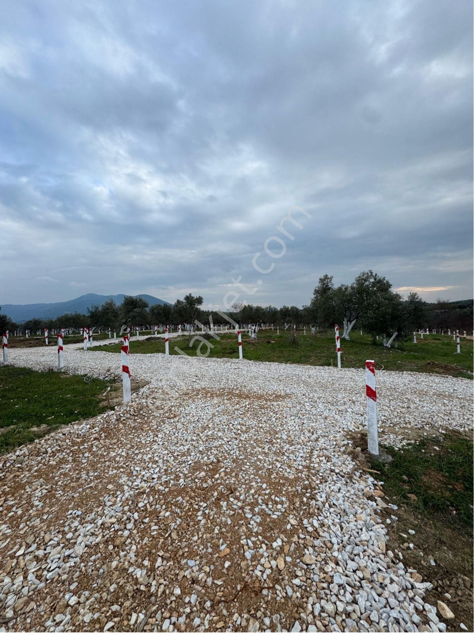 Kemalpaşa Vişneli Satılık Bağ & Bahçe Kemalpaşa Da Süper Konum