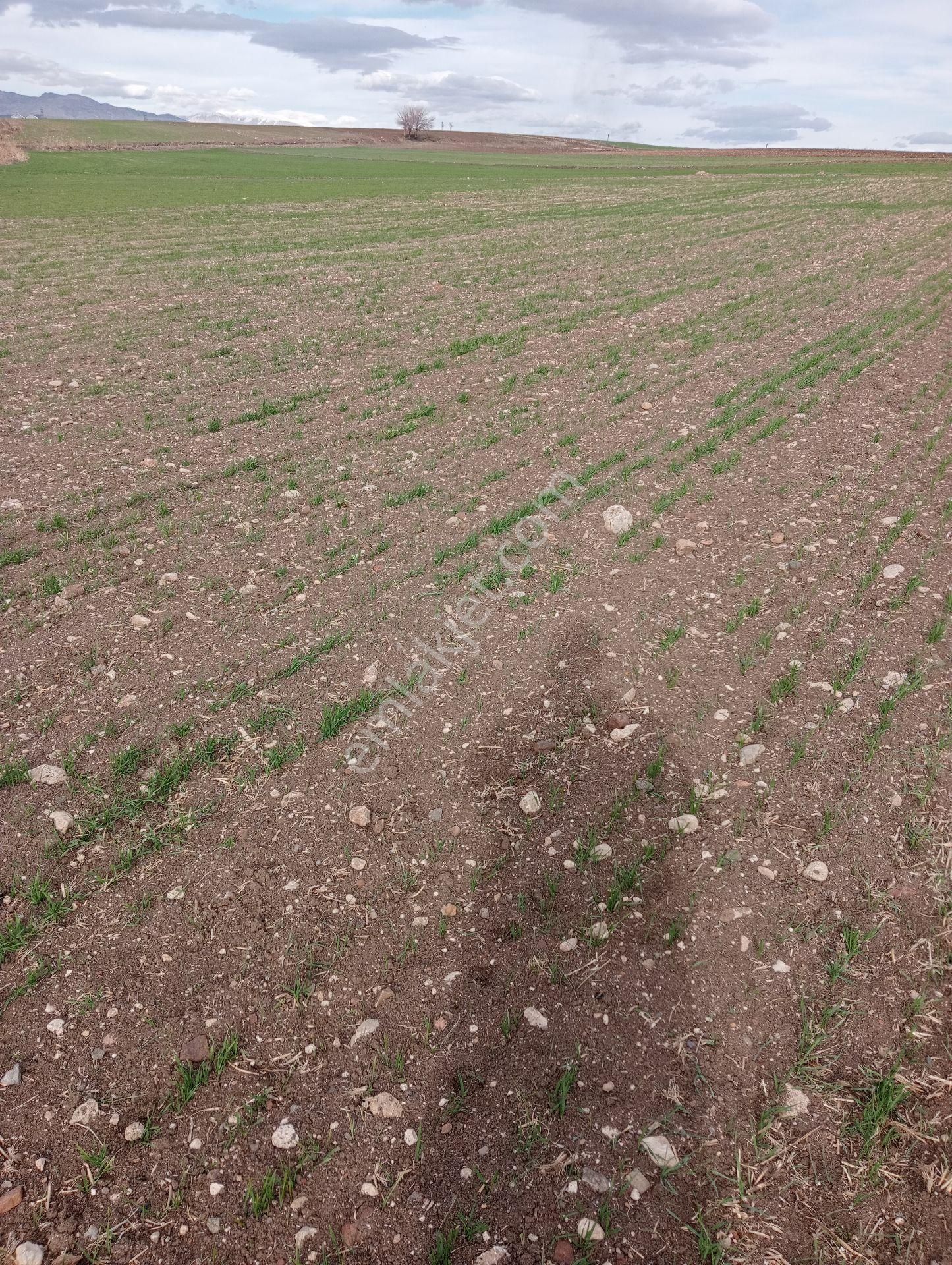 Adıyaman Merkez Hasankendi Köyü Satılık Tarla Adıyaman Merkez Hasankendi Köyü Mustakil Tapulu 5287 M2 Tarla Satılık