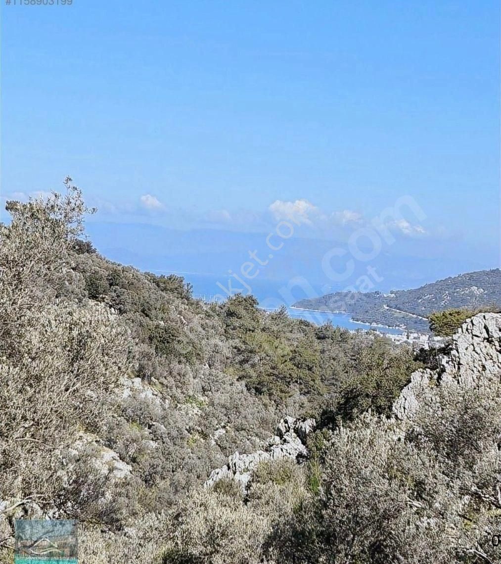 Bodrum Gölköy Satılık Zeytinlik Bodrum Göltürkbükünde Süper Konumda Bülent Ecevit Caddesi Üstünde Satılık 8 Dönüm Zeytinlik Arazi