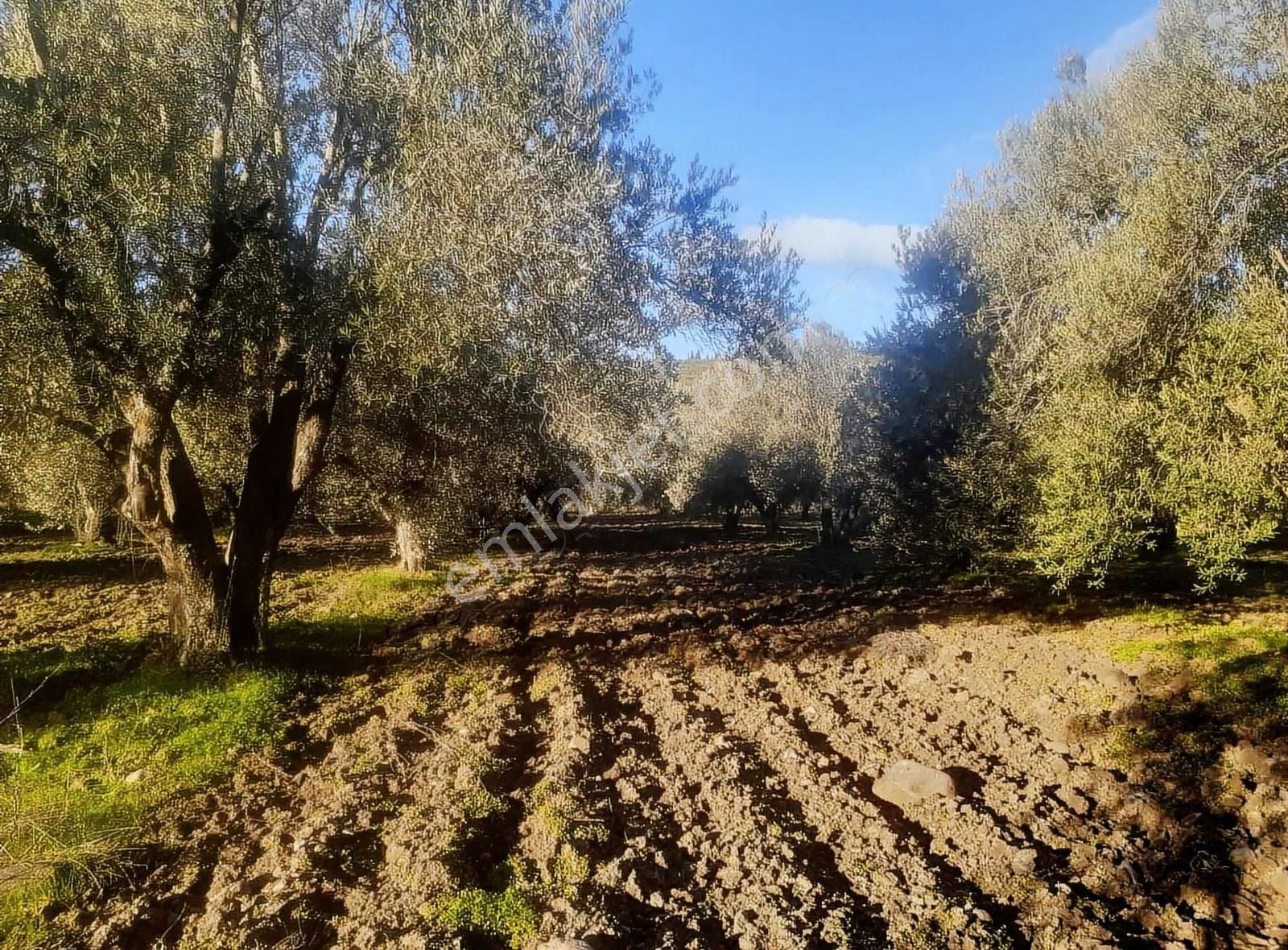 Saruhanlı Bahadır Satılık Tarla Geb Gayrimenkul'den Bahadır'da Tek Tapu Zeytinlik