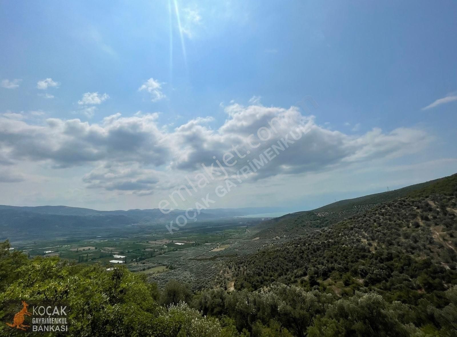 Dereköy De Göl Manzaralı 16950 M2 Satılık Zeytin Bahçesi - Görsel 2
