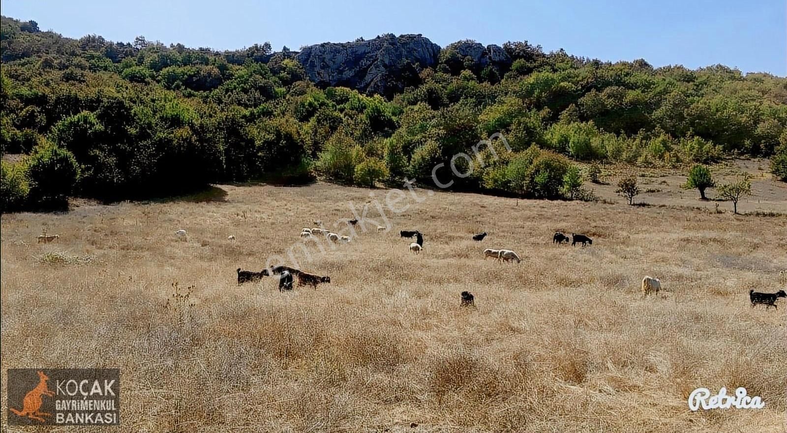 İznik Yenişerefiye Satılık Bağ & Bahçe Yatırım Amaçlı Düşünenlere Yenişerefiye Köyünde 7400m2 Arazi