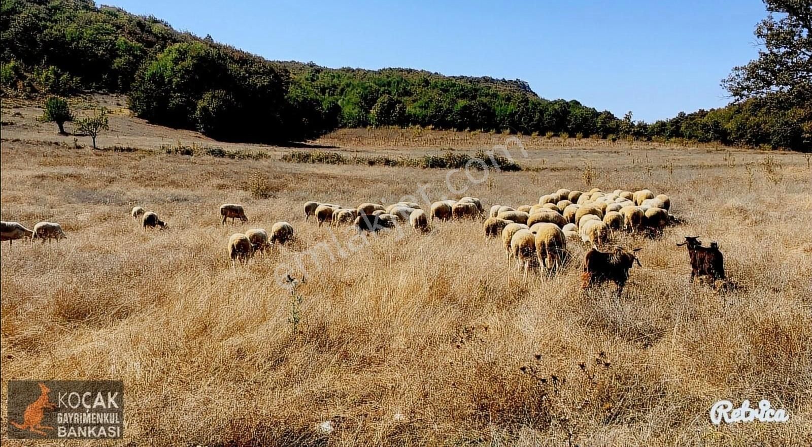 Yatırım Amaçlı Düşünenlere Yenişerefiye Köyünde 7400m2 Arazi - Görsel 3