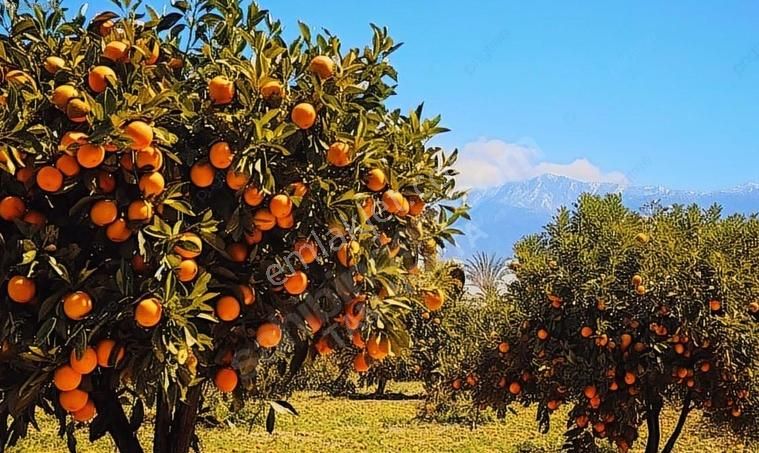 Serik Çandır Satılık Tarla Acil Sahibininden Müstakil Tapu 12 Dönüm Portakal Bahçesi