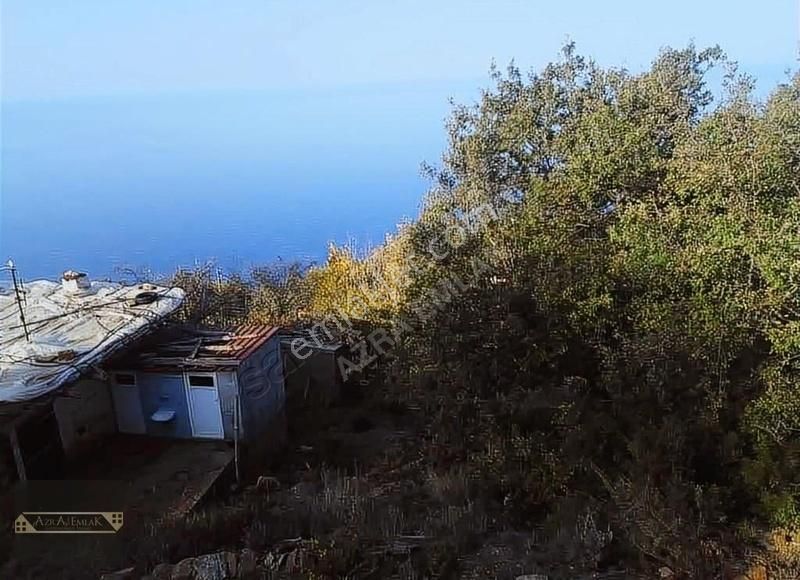 Zeytinada Köyünde 1 Dönüm Tarla Ve Ev - Görsel 5