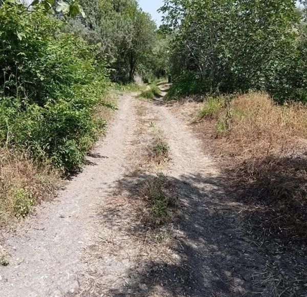 Manyas Hamamlı Satılık Bağ & Bahçe Manyas'ta Yatırımlık Harika Bir Zeytinlik Kadastral Yola Cephe