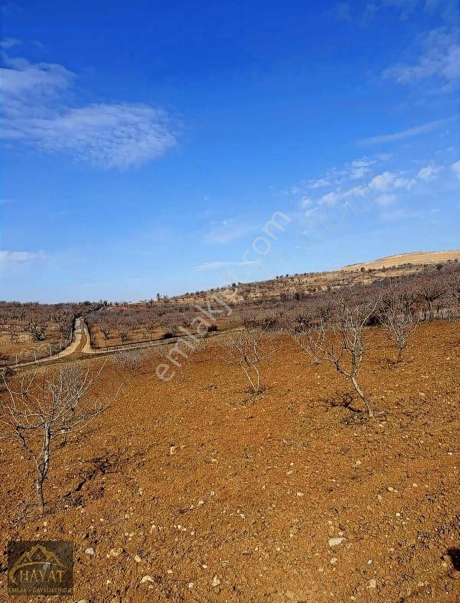 Siirt Merkez Çal Satılık Tarla Hayat Gayrimenkulden Yatırımlık Arsa