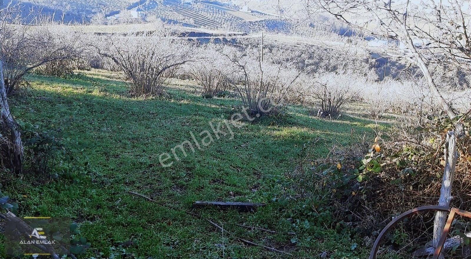 Atakum Kurugökçe Satılık Tarla Alan Emlak; Kurugökçe'de Üçe Bölünen,doğa,göl Ve Deniz Man.tarla