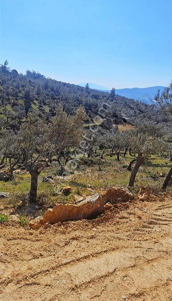 Aciliyet Den Torbalı Dirmil De Tapudan Satışlı Tarla - Görsel 2